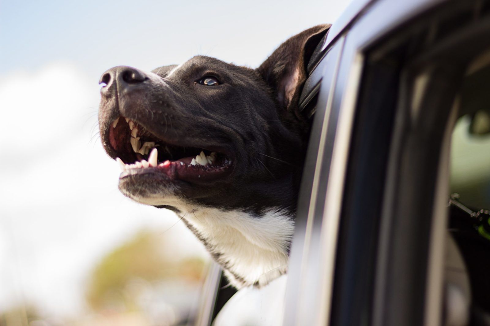 Velký manuál: Jak cestovat se psem v autě po Česku i v zahraničí?