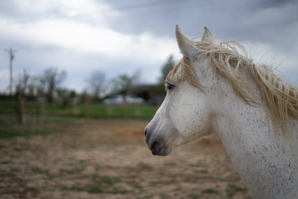 Výlet na farmu si užijí zejména malí milovníci zvířat.