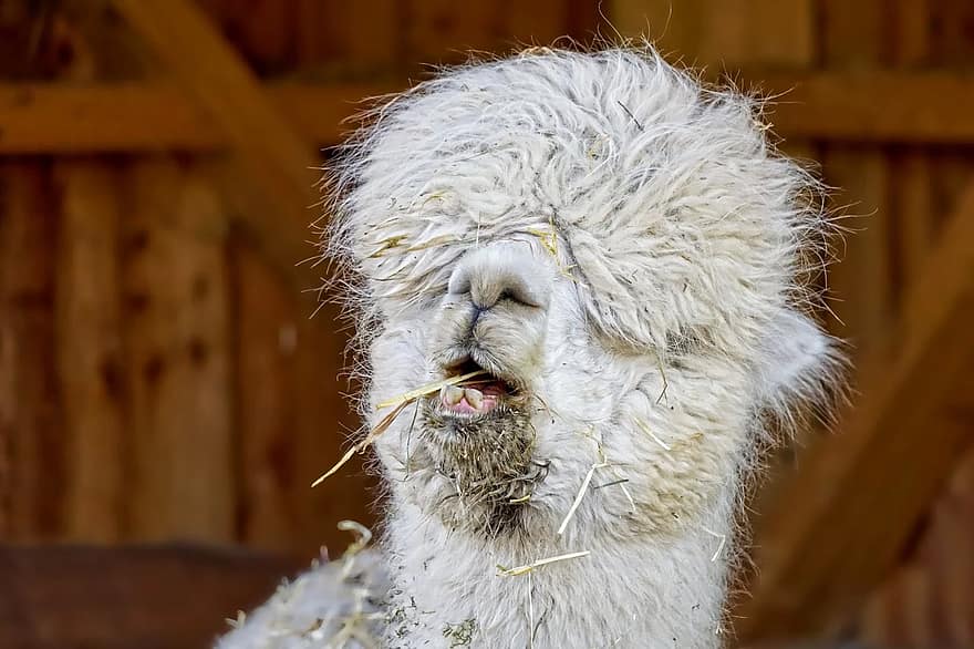 K vidění je hned několik druhů zvířat, například klokani, daňci, jeleni nebo lamy.