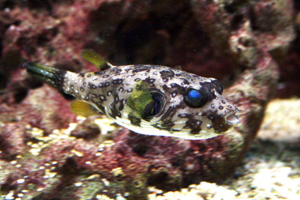 Součástí expozice ZOO Mořský svět jsou nejrůznější druhy mořských i sladkovodních ryb a dalších živočichů.